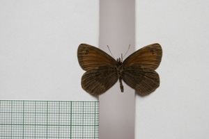 Erebia gorge pirinica Buresch, 1919 [paralectotype NMNHSINV01035] (2) (c) National Museum of Natural History, BAS — Invertebrates Collection (NMNHS-INV)