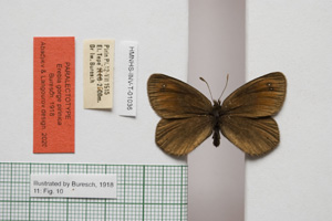 Erebia gorge pirinica Buresch, 1919 [паралектотип NMNHSINV01036] (c) Национален природонаучен музей, БАН — Колекция Безгръбначни животни (NMNHS-INV)