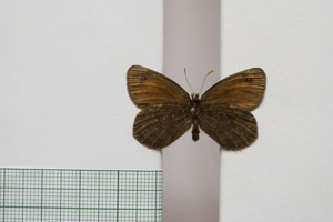 Erebia gorge pirinica Buresch, 1919 [паралектотип NMNHSINV01036] (2) (c) Национален природонаучен музей, БАН — Колекция Безгръбначни животни (NMNHS-INV)