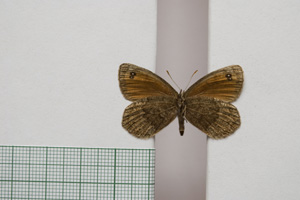 Erebia gorge pirinica Buresch, 1919 [paralectotype NMNHSINV01037] (2) (c) National Museum of Natural History, BAS — Invertebrates Collection (NMNHS-INV)