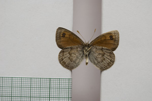 Erebia tyndarus macedonica Buresch, 1919 [paralectotype NMNHSINV01038] (2) (c) National Museum of Natural History, BAS — Invertebrates Collection (NMNHS-INV)