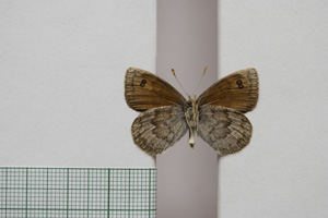 Erebia tyndarus macedonica Buresch, 1919 [паралектотип NMNHSINV01039] (2) (c) Национален природонаучен музей, БАН — Колекция Безгръбначни животни (NMNHS-INV)
