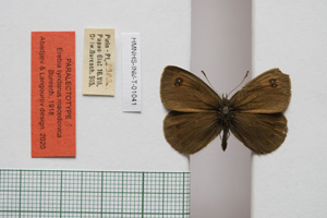 Erebia tyndarus macedonica Buresch, 1919 [paralectotype NMNHSINV01041] (c) National Museum of Natural History, BAS — Invertebrates Collection (NMNHS-INV)