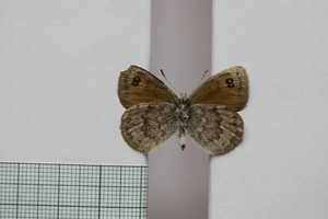 Erebia tyndarus macedonica Buresch, 1919 [paralectotype NMNHSINV01041] (2) (c) National Museum of Natural History, BAS — Invertebrates Collection (NMNHS-INV)