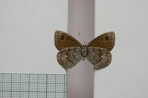 Erebia tyndarus macedonica Buresch, 1919 [паралектотип NMNHSINV01042] (2) (c) Национален природонаучен музей, БАН — Колекция Безгръбначни животни (NMNHS-INV)