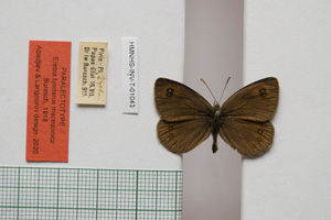Erebia tyndarus macedonica Buresch, 1919 [паралектотип NMNHSINV01043] (c) Национален природонаучен музей, БАН — Колекция Безгръбначни животни (NMNHS-INV)