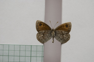 Erebia tyndarus macedonica Buresch, 1919 [паралектотип NMNHSINV01043] (2) (c) Национален природонаучен музей, БАН — Колекция Безгръбначни животни (NMNHS-INV)