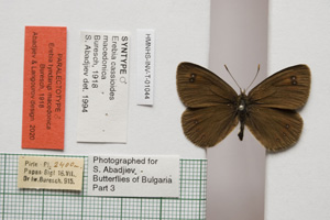 Erebia tyndarus macedonica Buresch, 1919 [паралектотип NMNHSINV01044] (c) Национален природонаучен музей, БАН — Колекция Безгръбначни животни (NMNHS-INV)