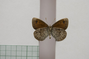 Erebia tyndarus macedonica Buresch, 1919 [паралектотип NMNHSINV01044] (2) (c) Национален природонаучен музей, БАН — Колекция Безгръбначни животни (NMNHS-INV)