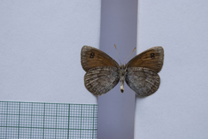 Erebia tyndarus macedonica Buresch, 1919 [paralectotype NMNHSINV01046] (2) (c) National Museum of Natural History, BAS — Invertebrates Collection (NMNHS-INV)