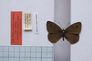 Erebia tyndarus macedonica Buresch, 1919 [paralectotype NMNHSINV01047] (c) National Museum of Natural History, BAS — Invertebrates Collection (NMNHS-INV)