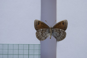 Erebia tyndarus macedonica Buresch, 1919 [paralectotype NMNHSINV01047] (2) (c) National Museum of Natural History, BAS — Invertebrates Collection (NMNHS-INV)
