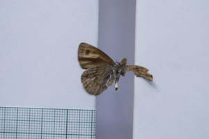 Erebia tyndarus macedonica Buresch, 1919 [paralectotype NMNHSINV01049] (2) (c) National Museum of Natural History, BAS — Invertebrates Collection (NMNHS-INV)