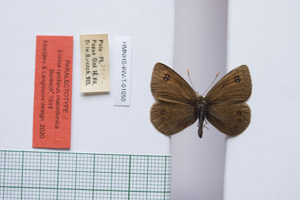 Erebia tyndarus macedonica Buresch, 1919 [paralectotype NMNHSINV01050] (c) National Museum of Natural History, BAS — Invertebrates Collection (NMNHS-INV)