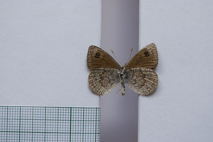 Erebia tyndarus macedonica Buresch, 1919 [paralectotype NMNHSINV01050] (2) (c) National Museum of Natural History, BAS — Invertebrates Collection (NMNHS-INV)