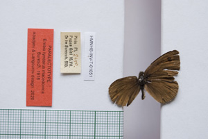 Erebia tyndarus macedonica Buresch, 1919 [paralectotype NMNHSINV01051] (c) National Museum of Natural History, BAS — Invertebrates Collection (NMNHS-INV)