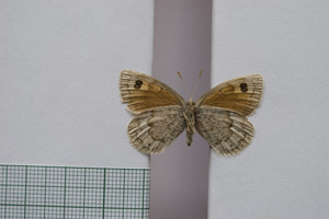 Erebia tyndarus macedonica Buresch, 1919 [паралектотип NMNHSINV01052] (2) (c) Национален природонаучен музей, БАН — Колекция Безгръбначни животни (NMNHS-INV)