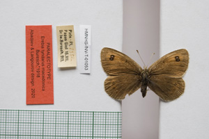 Erebia tyndarus macedonica Buresch, 1919 [paralectotype NMNHSINV01053] (c) National Museum of Natural History, BAS — Invertebrates Collection (NMNHS-INV)