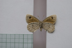 Erebia tyndarus macedonica Buresch, 1919 [paralectotype NMNHSINV01053] (2) (c) National Museum of Natural History, BAS — Invertebrates Collection (NMNHS-INV)