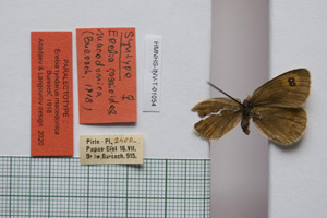 Erebia tyndarus macedonica Buresch, 1919 [paralectotype NMNHSINV01054] (c) National Museum of Natural History, BAS — Invertebrates Collection (NMNHS-INV)