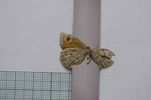 Erebia tyndarus macedonica Buresch, 1919 [paralectotype NMNHSINV01054] (2) (c) National Museum of Natural History, BAS — Invertebrates Collection (NMNHS-INV)