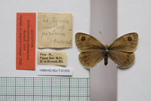 Erebia tyndarus macedonica Buresch, 1919 [лектотип NMNHSINV01055] (c) Национален природонаучен музей, БАН — Колекция Безгръбначни животни (NMNHS-INV)