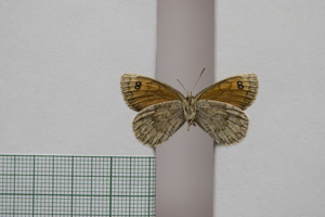 Erebia tyndarus macedonica Buresch, 1919 [paralectotype NMNHSINV01057] (2) (c) National Museum of Natural History, BAS — Invertebrates Collection (NMNHS-INV)