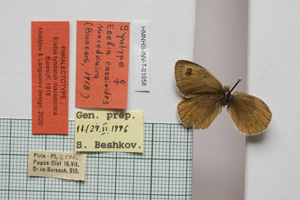 Erebia tyndarus macedonica Buresch, 1919 [paralectotype NMNHSINV01058] (c) National Museum of Natural History, BAS — Invertebrates Collection (NMNHS-INV)