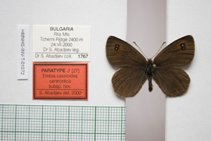 Erebia cassioides centrorilica Abadjiev, 2001 [паратип NMNHSINV01072] (c) Национален природонаучен музей, БАН — Колекция Безгръбначни животни (NMNHS-INV)