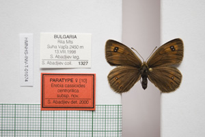 Erebia cassioides centrorilica Abadjiev, 2001 [паратип NMNHSINV01074] (c) Национален природонаучен музей, БАН — Колекция Безгръбначни животни (NMNHS-INV)