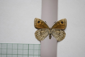 Erebia cassioides centrorilica Abadjiev, 2001 [паратип NMNHSINV01074] (2) (c) Национален природонаучен музей, БАН — Колекция Безгръбначни животни (NMNHS-INV)