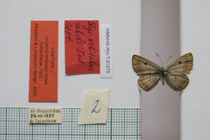 Lycaena orbitulus rebeli Tuleschkow, 1932 [syntype NMNHSINV01075] (c) National Museum of Natural History, BAS — Invertebrates Collection (NMNHS-INV)
