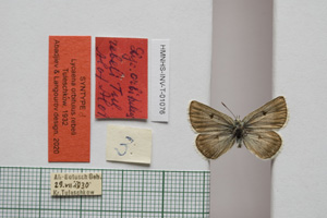 Lycaena orbitulus rebeli Tuleschkow, 1932 [syntype NMNHSINV01076] (c) National Museum of Natural History, BAS — Invertebrates Collection (NMNHS-INV)