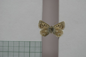 Lycaena orbitulus rebeli Tuleschkow, 1932 [syntype NMNHSINV01076] (2) (c) National Museum of Natural History, BAS — Invertebrates Collection (NMNHS-INV)