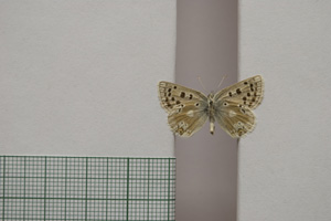 Lycaena orbitulus rebeli Tuleschkow, 1932 [syntype NMNHSINV01078] (2) (c) National Museum of Natural History, BAS — Invertebrates Collection (NMNHS-INV)
