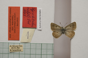 Lycaena orbitulus rebeli Tuleschkow, 1932 [синтип NMNHSINV01079] (c) Национален природонаучен музей, БАН — Колекция Безгръбначни животни (NMNHS-INV)