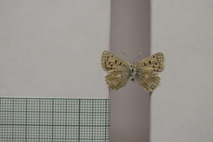 Lycaena orbitulus rebeli Tuleschkow, 1932 [синтип NMNHSINV01079] (2) (c) Национален природонаучен музей, БАН — Колекция Безгръбначни животни (NMNHS-INV)