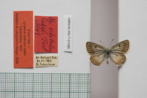 Lycaena orbitulus rebeli Tuleschkow, 1932 [syntype NMNHSINV01080] (c) National Museum of Natural History, BAS — Invertebrates Collection (NMNHS-INV)
