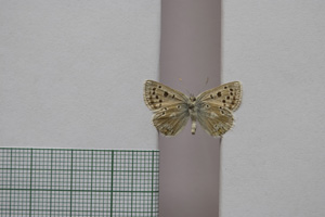 Lycaena orbitulus rebeli Tuleschkow, 1932 [syntype NMNHSINV01080] (2) (c) National Museum of Natural History, BAS — Invertebrates Collection (NMNHS-INV)