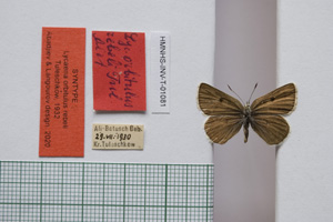 Lycaena orbitulus rebeli Tuleschkow, 1932 [syntype NMNHSINV01081] (c) National Museum of Natural History, BAS — Invertebrates Collection (NMNHS-INV)