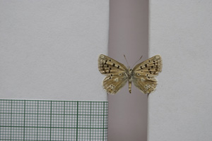 Lycaena orbitulus rebeli Tuleschkow, 1932 [syntype NMNHSINV01081] (2) (c) National Museum of Natural History, BAS — Invertebrates Collection (NMNHS-INV)