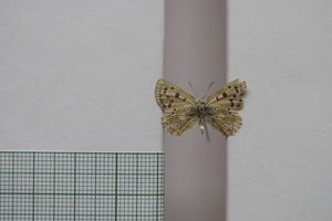 Lycaena orbitulus rebeli Tuleschkow, 1932 [syntype NMNHSINV01082] (2) (c) National Museum of Natural History, BAS — Invertebrates Collection (NMNHS-INV)
