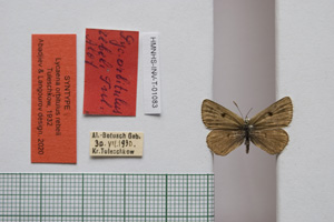 Lycaena orbitulus rebeli Tuleschkow, 1932 [syntype NMNHSINV01083] (c) National Museum of Natural History, BAS — Invertebrates Collection (NMNHS-INV)