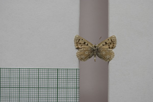 Lycaena orbitulus rebeli Tuleschkow, 1932 [syntype NMNHSINV01083] (2) (c) National Museum of Natural History, BAS — Invertebrates Collection (NMNHS-INV)