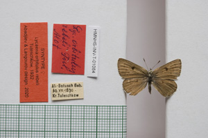 Lycaena orbitulus rebeli Tuleschkow, 1932 [syntype NMNHSINV01084] (c) National Museum of Natural History, BAS — Invertebrates Collection (NMNHS-INV)