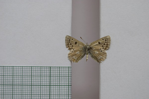 Lycaena orbitulus rebeli Tuleschkow, 1932 [syntype NMNHSINV01084] (2) (c) National Museum of Natural History, BAS — Invertebrates Collection (NMNHS-INV)