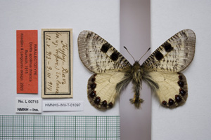 Doritis apollinus thracica Buresch, 1915 [paralectotype NMNHSINV01097] (c) National Museum of Natural History, BAS — Invertebrates Collection (NMNHS-INV)