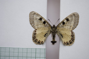 Doritis apollinus thracica Buresch, 1915 [paralectotype NMNHSINV01097] (2) (c) National Museum of Natural History, BAS — Invertebrates Collection (NMNHS-INV)