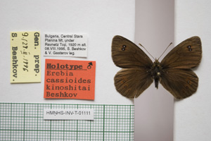 Erebia cassioides kinoshitai Beshkov, 1996 [холотип NMNHSINV01111] (c) Национален природонаучен музей, БАН — Колекция Безгръбначни животни (NMNHS-INV)
