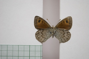 Erebia cassioides kinoshitai Beshkov, 1996 [холотип NMNHSINV01111] (2) (c) Национален природонаучен музей, БАН — Колекция Безгръбначни животни (NMNHS-INV)